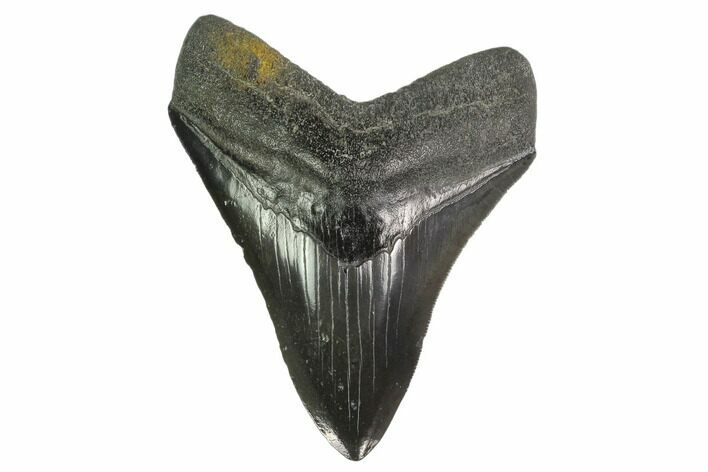 Fossil Megalodon Tooth - Glossy Enamel #135445